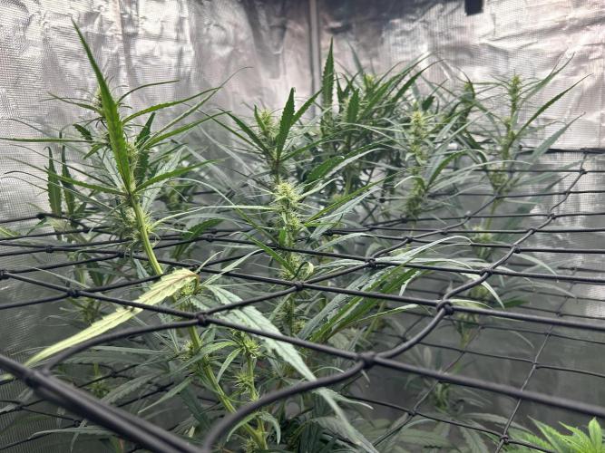 Strawberry Cough. Week 7