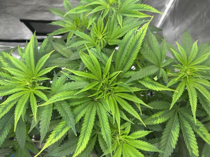 Hella Jelly (DWC). Week 7