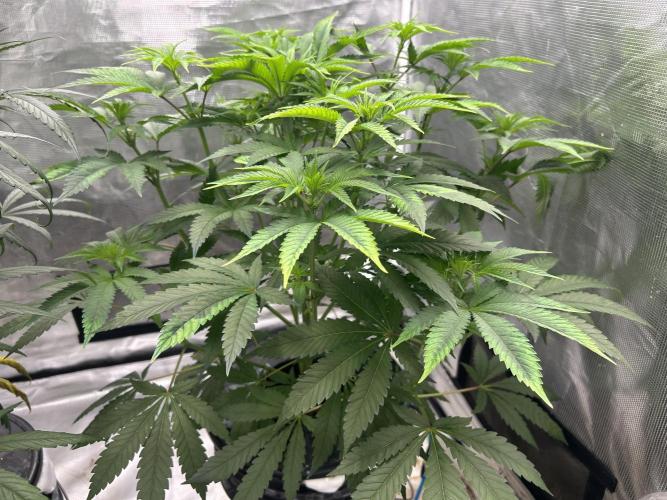 Hella Jelly (DWC). Week 7