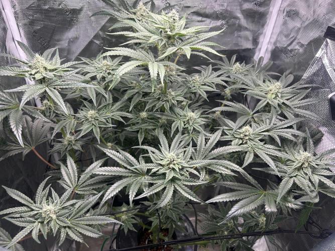 Afghan Kush (DWC). Week 11