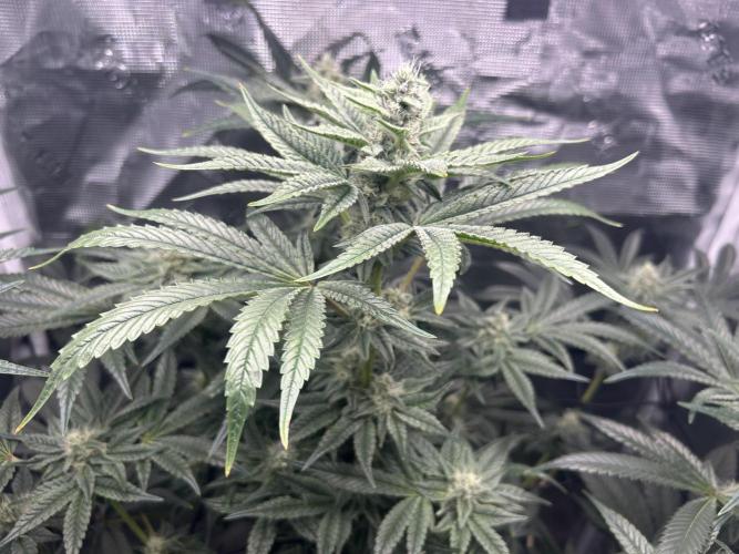 Afghan Kush (DWC). Week 11