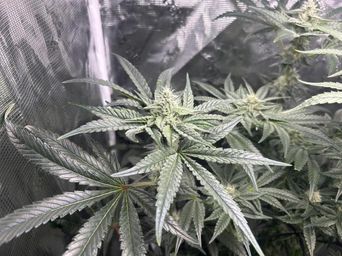 Afghan Kush (DWC). Week 11
