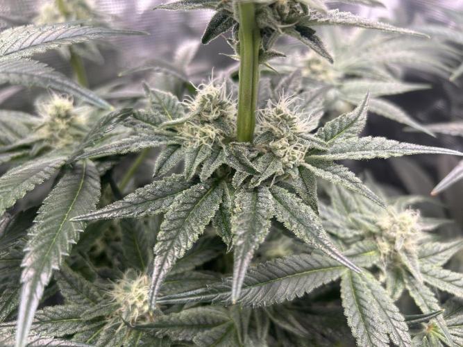 Afghan Kush. Week 11