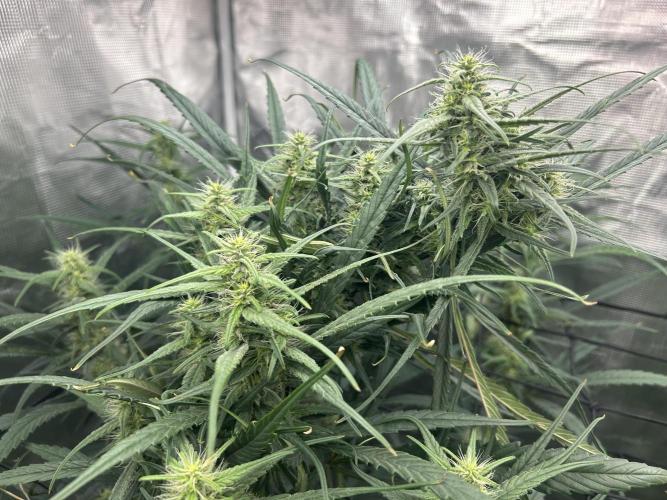 Strawberry Cough (DWC) 2. Week 8