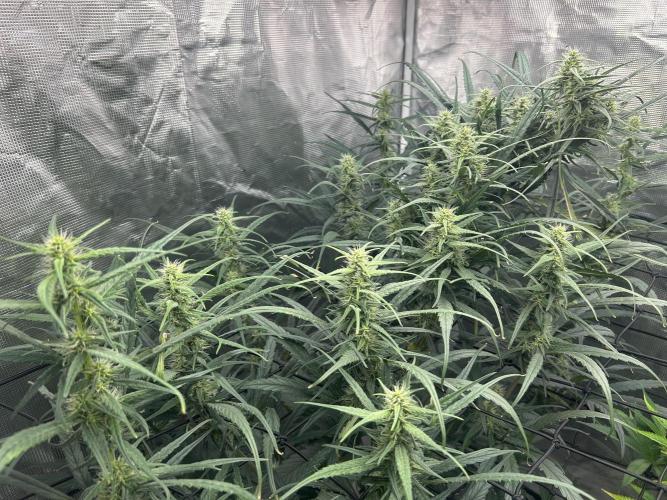 Strawberry Cough (DWC) 2. Week 8