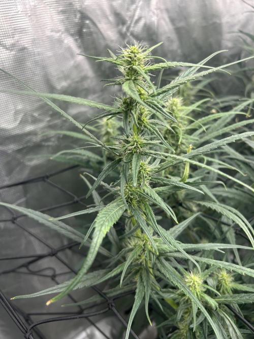 Strawberry Cough (DWC) 2. Week 8