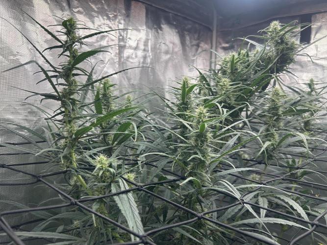 Strawberry Cough. Week 8