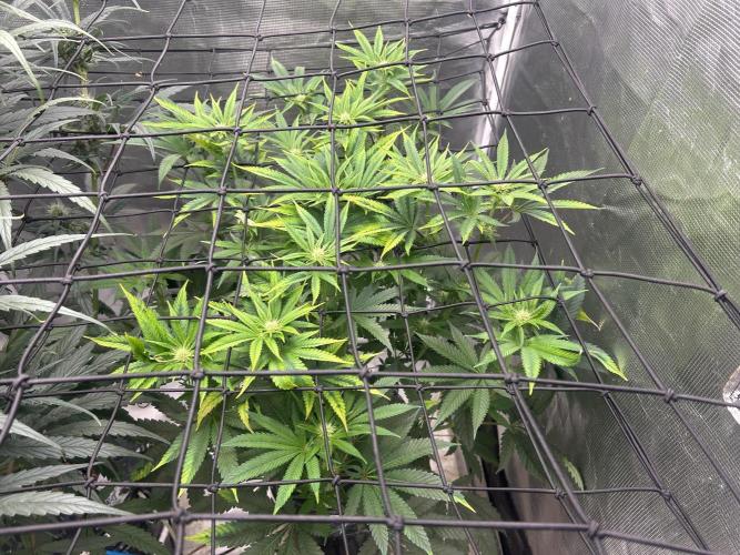 Hella Jelly (DWC). Week 8