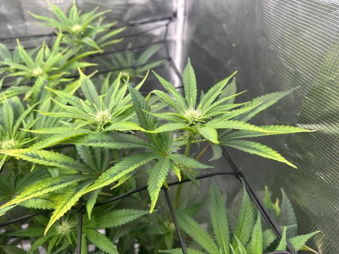 Hella Jelly (DWC). Week 8