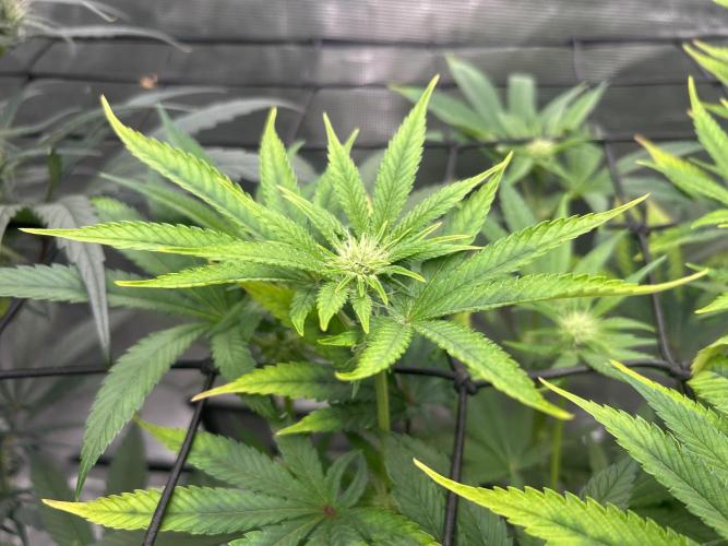 Hella Jelly. Week 8