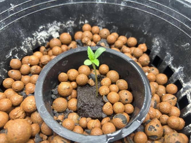 Mimosa x The Brunch “Lover’s Cut” DWC. Week 1