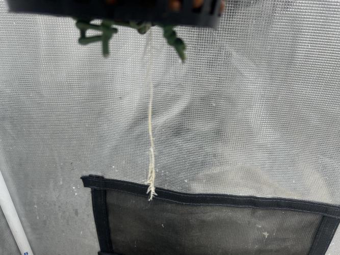 Mimosa x The Brunch “Lover’s Cut” DWC. Week 2