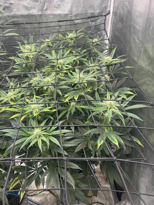 Hella Jelly (DWC). Week 9