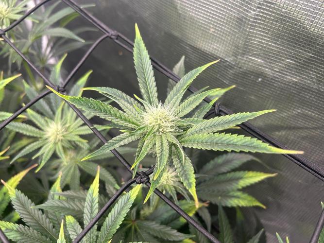 Hella Jelly (DWC). Week 9