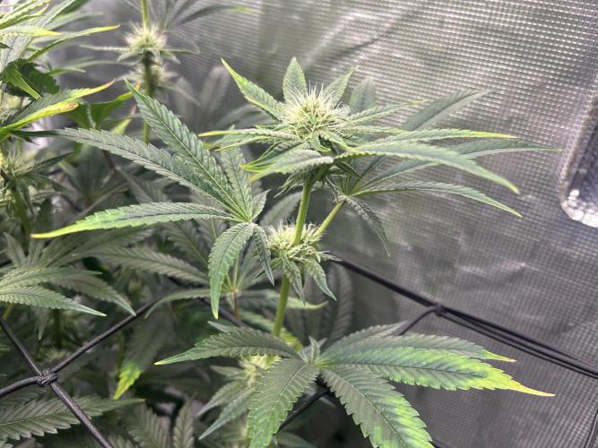 Hella Jelly (DWC). Week 9