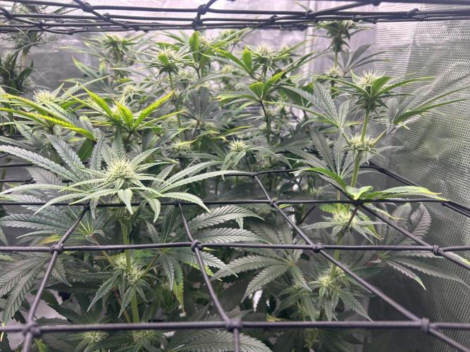 Hella Jelly (DWC). Week 9