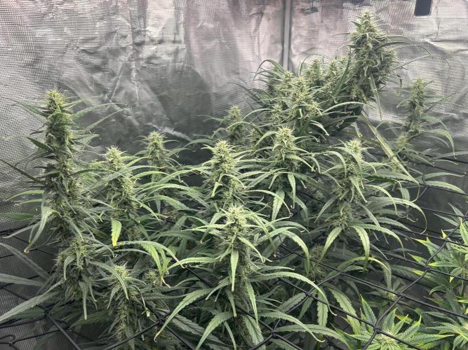 Strawberry Cough (DWC) 2. Week 9