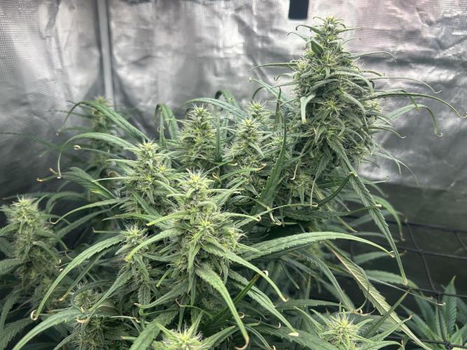 Strawberry Cough (DWC) 2. Week 9