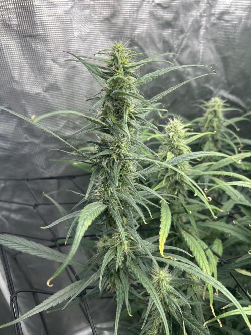 Strawberry Cough (DWC) 2. Week 9