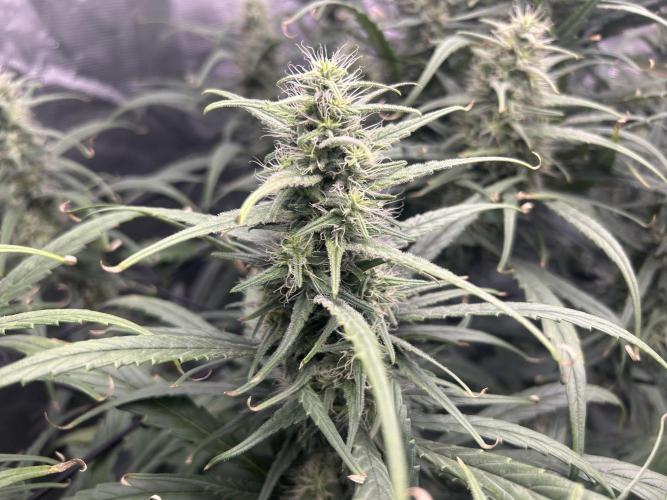 Strawberry Cough. Week 9