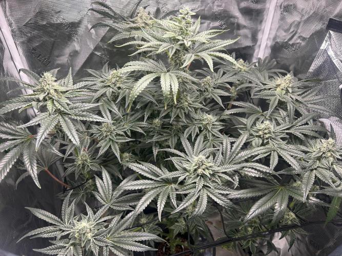 Afghan Kush (DWC). Week 12