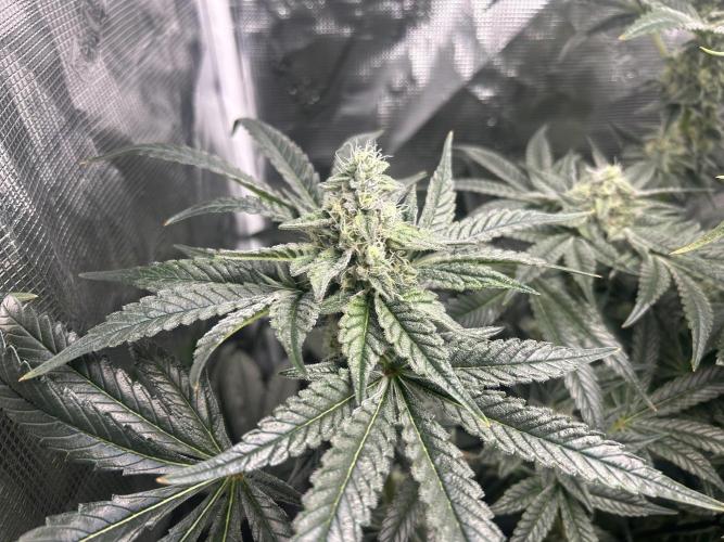 Afghan Kush (DWC). Week 12