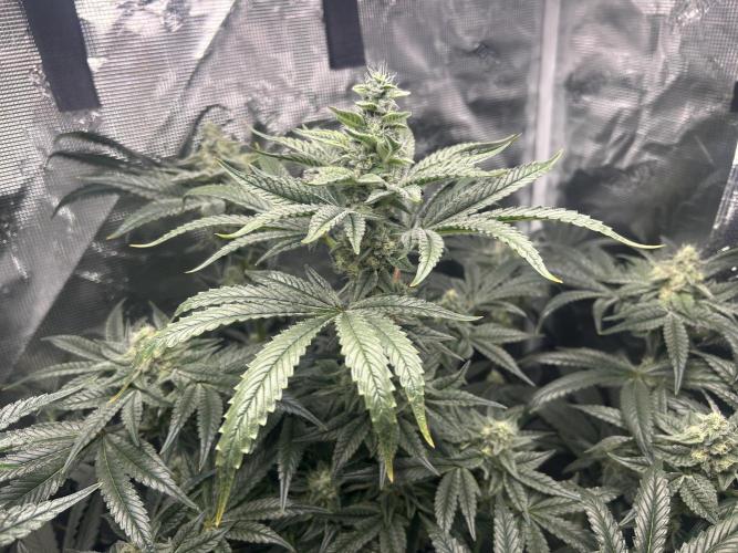 Afghan Kush (DWC). Week 12