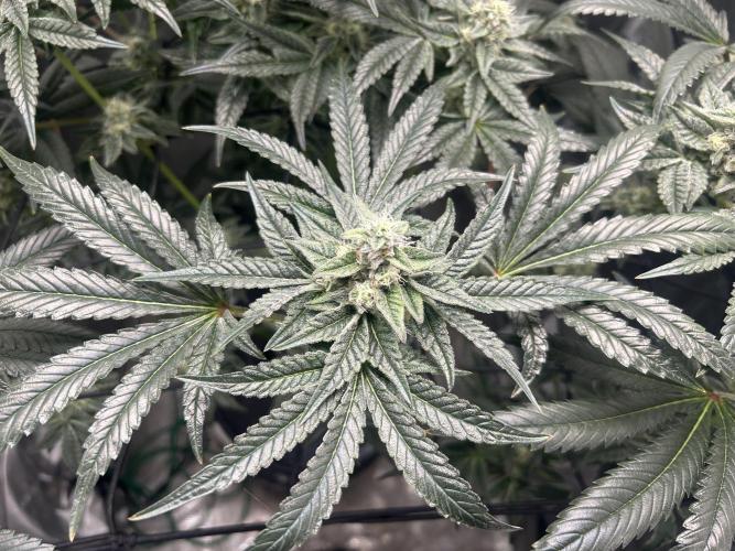 Afghan Kush (DWC). Week 12