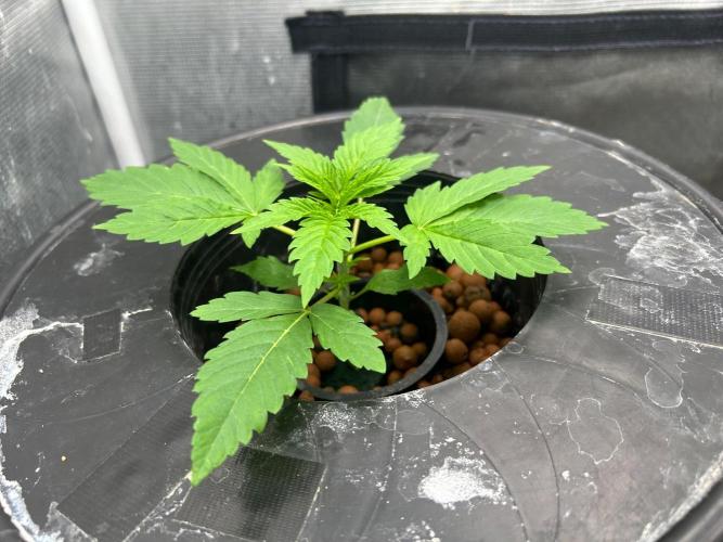 Mimosa x The Brunch “Lover’s Cut” DWC. Week 3