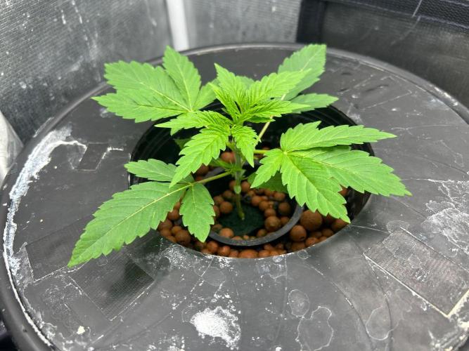 Mimosa x The Brunch “Lover’s Cut” DWC. Week 3