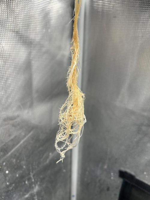 Mimosa x The Brunch “Lover’s Cut” DWC. Week 3