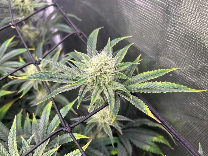 Hella Jelly (DWC). Week 10