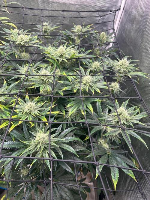 Hella Jelly (DWC). Week 10