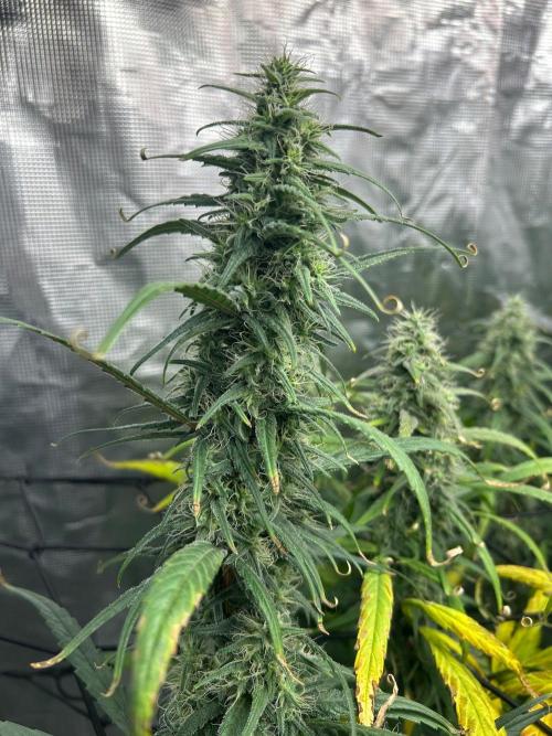 Strawberry Cough (DWC) 2. Week 10
