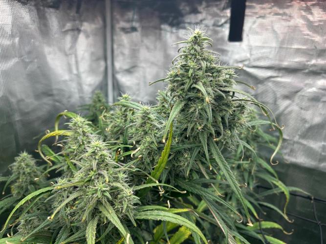 Strawberry Cough (DWC) 2. Week 10