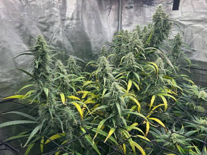 Strawberry Cough (DWC) 2. Week 10