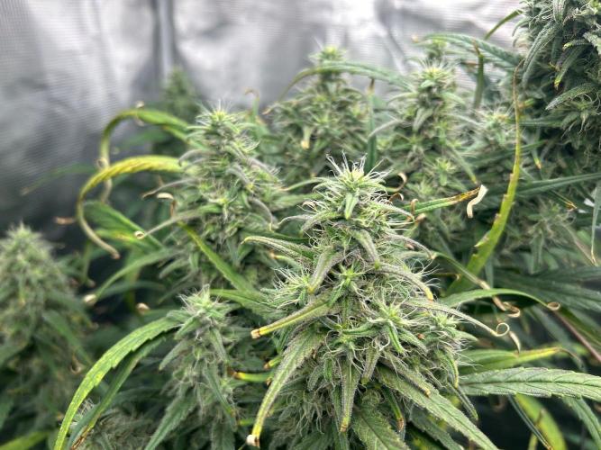 Strawberry Cough (DWC) 2. Week 10