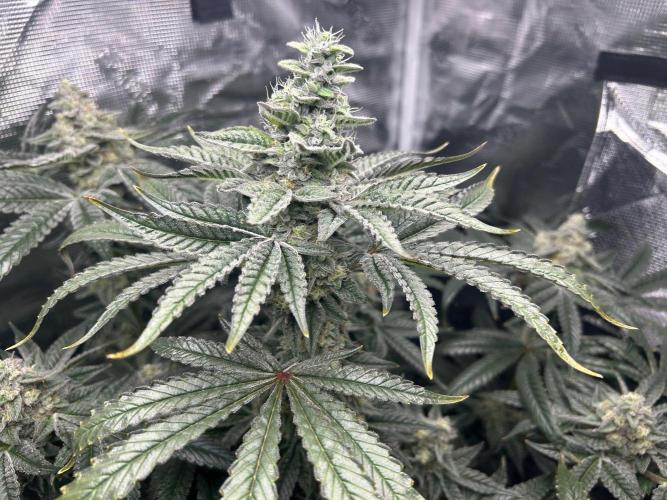 Afghan Kush (DWC). Week 13