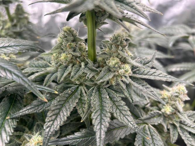 Afghan Kush (DWC). Week 13