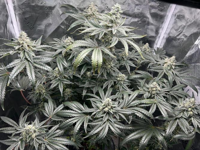 Afghan Kush (DWC). Week 13