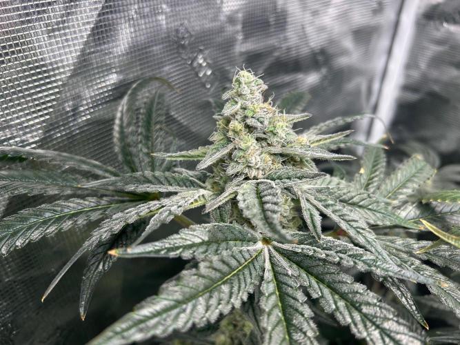 Afghan Kush (DWC). Week 13
