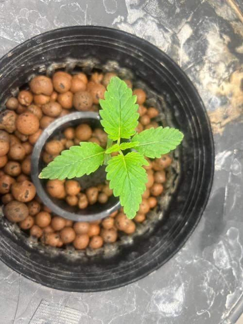 Bay 11 (DWC). Week 2