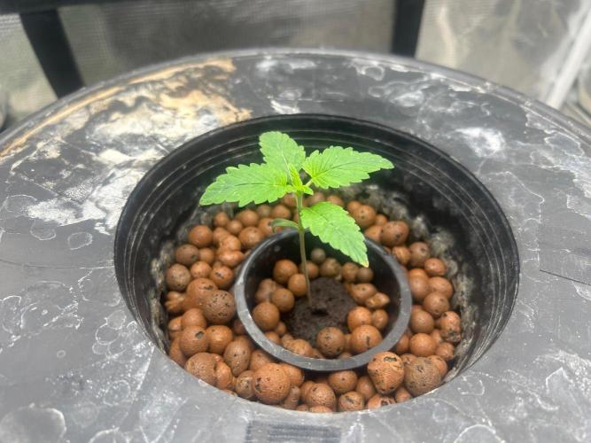 Bay 11 (DWC). Week 2