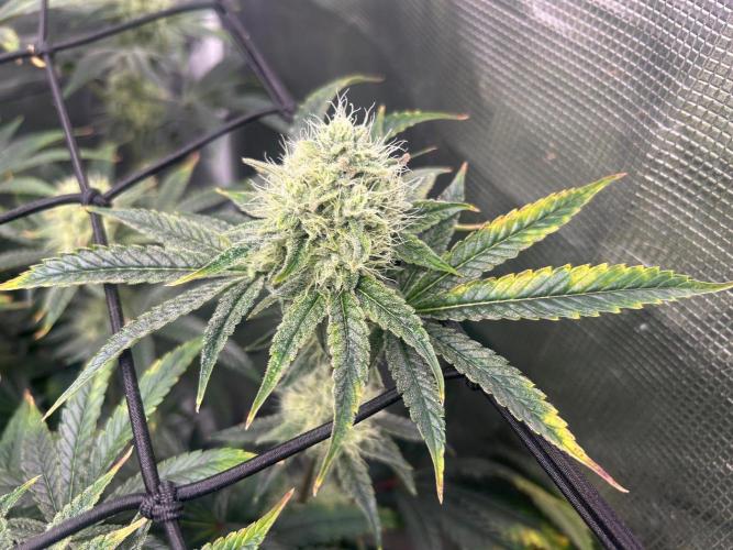 Hella Jelly (DWC). Week 11
