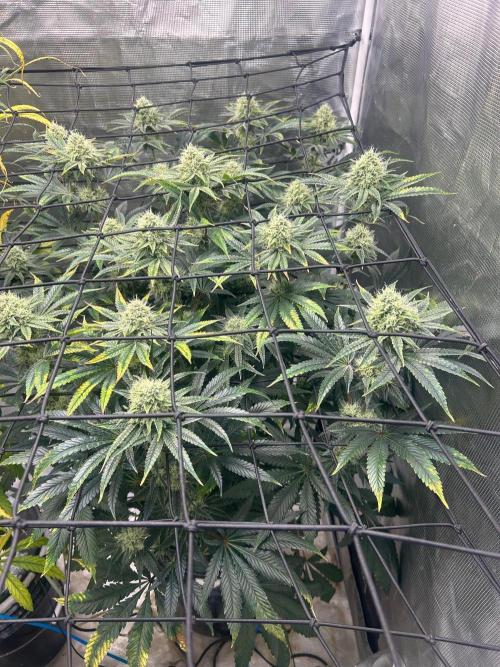 Hella Jelly (DWC). Week 11
