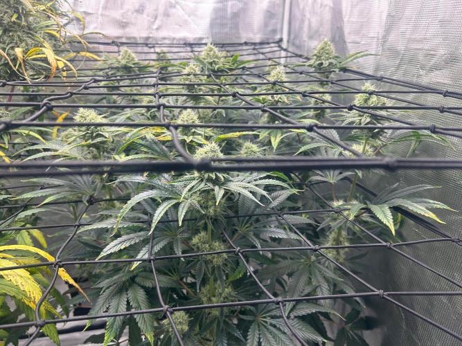 Hella Jelly (DWC). Week 11