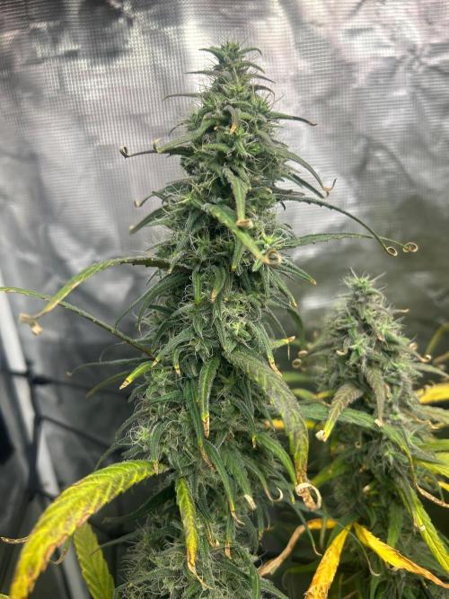 Strawberry Cough (DWC) 2. Week 11