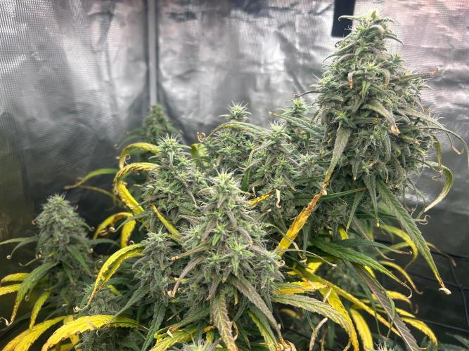Strawberry Cough (DWC) 2. Week 11