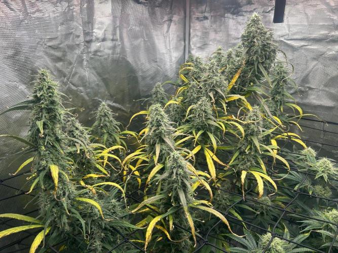 Strawberry Cough (DWC) 2. Week 11