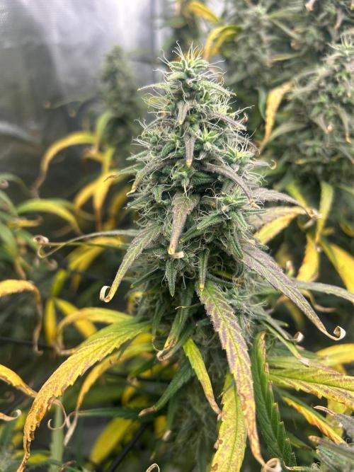 Strawberry Cough (DWC) 2. Week 11